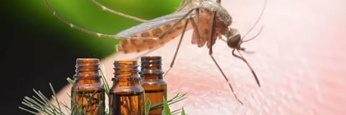 Как защититься от мошек и комаров. Народные средства
